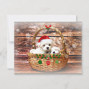 Malteser-Weihnachtshündchen Feiertagskarte