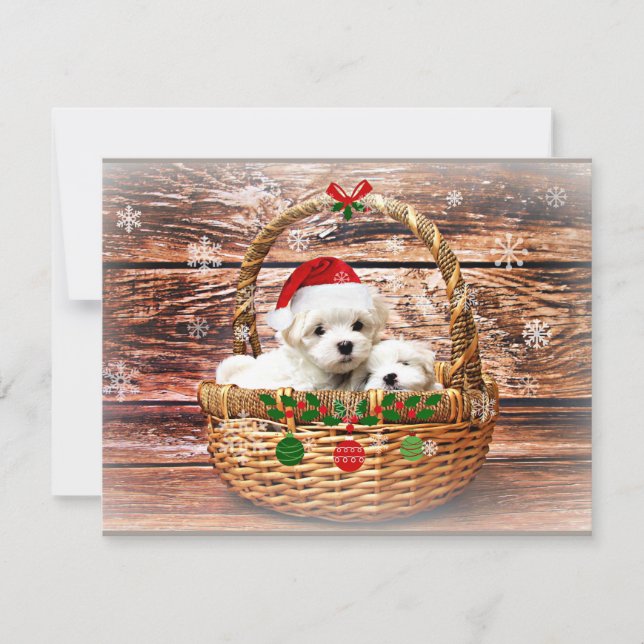 Malteser Weihnachtswelpen Feiertagskarte (Vorderseite)