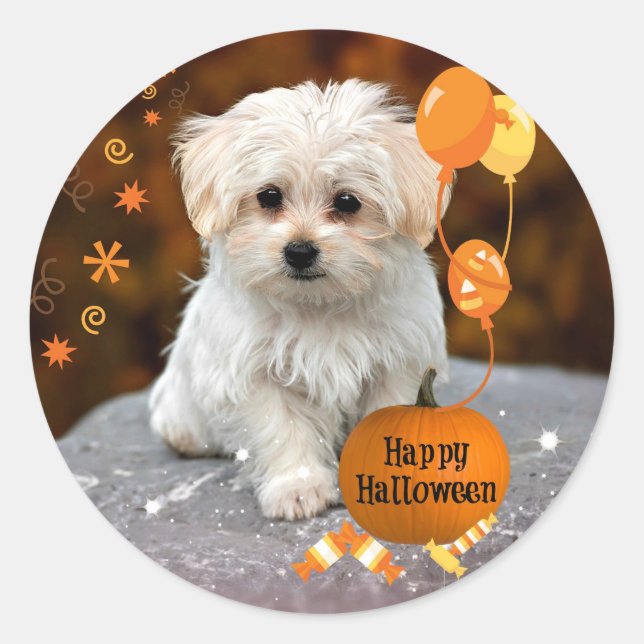 Malteser Welpe Celebrates Halloween Runder Aufkleber (Vorderseite)