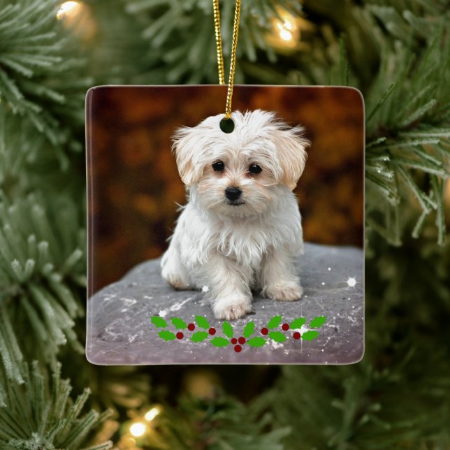 Malteser Welpe mit Weihnachtsholz Keramikornament (Baum)