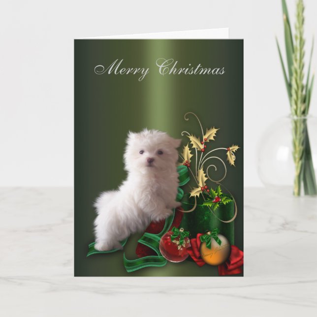 Malteser Welpenhund Weihnachten (Vorderseite)