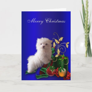 Malteser Welpenhund Weihnachten