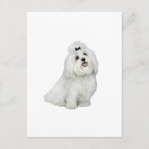 Maltesisch (A) - mit höchster Einkerbung Postkarte