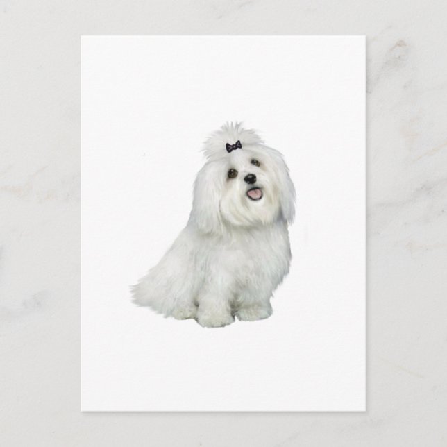 Maltesisch (A) - mit höchster Einkerbung Postkarte (Vorderseite)