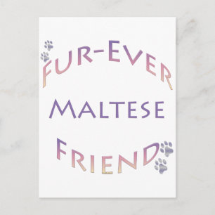 Maltesisch Furever Postkarte