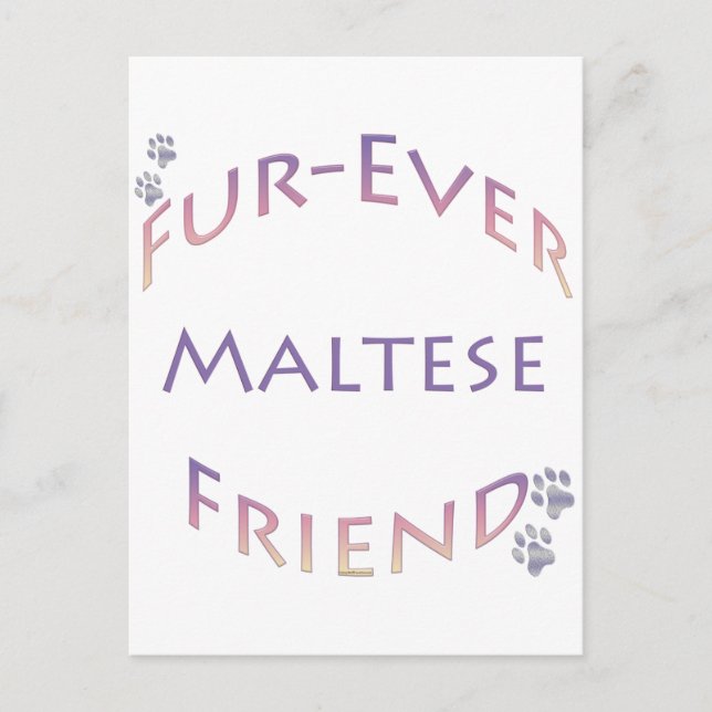 Maltesisch Furever Postkarte (Vorderseite)