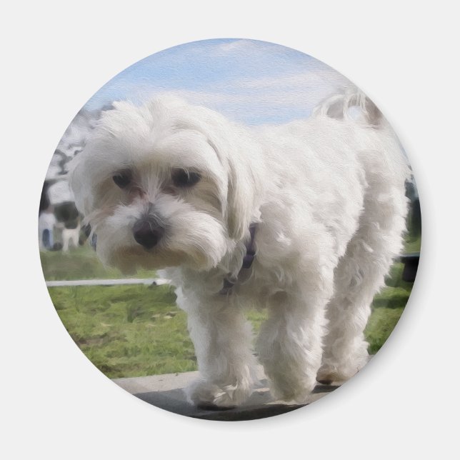 maltesisch magnet (Vorne)