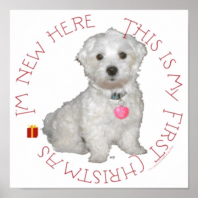 Maltesisch Pup First Christmas Poster (Vorne)