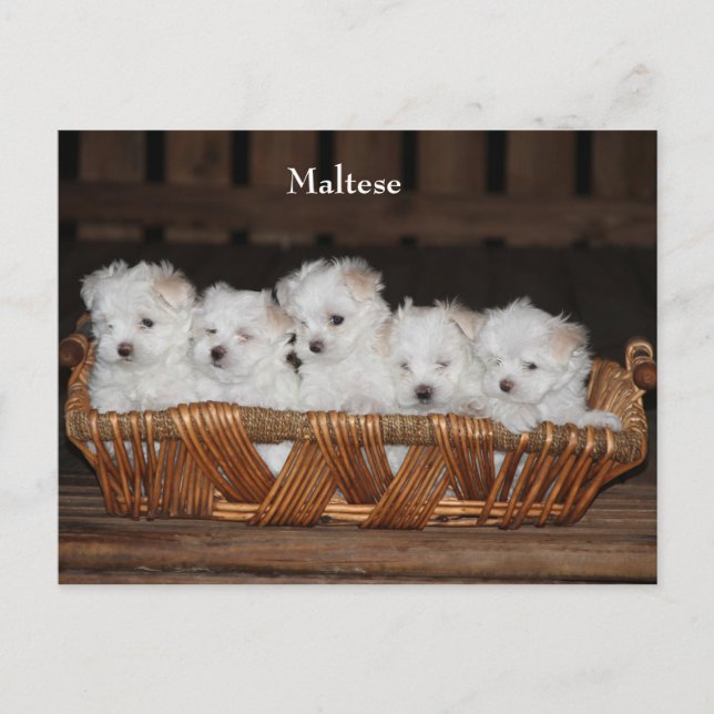 Maltesisch, Welpen, Korb, "Fünf Welpen", weiß Postkarte (Vorderseite)