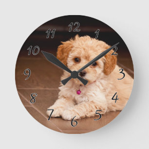 Maltesische Babypoodle-Mix oder Maltipoo-Welpenhun Runde Wanduhr