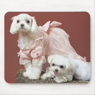 Maltesische Hunde Mousepad