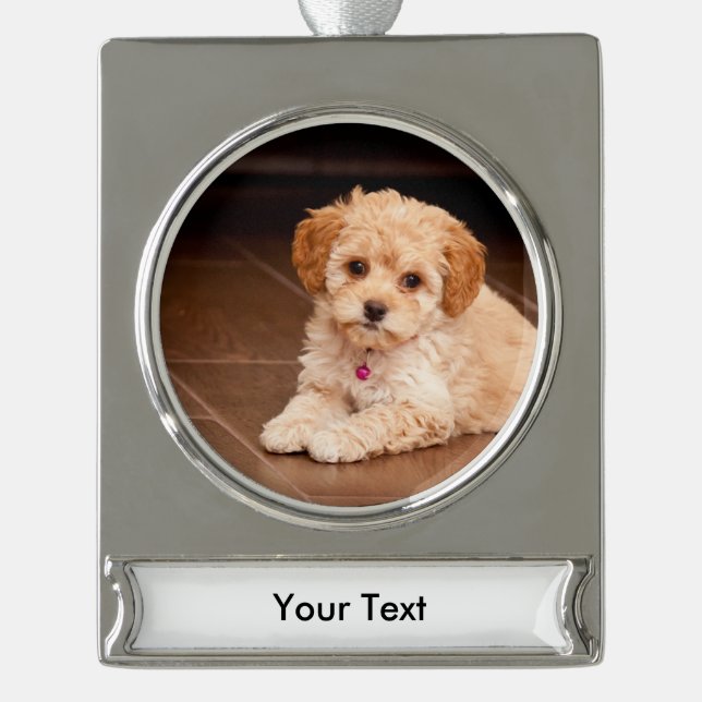 Maltesische Pudelmischung des Babys oder maltipoo Banner-Ornament Silber (Vorderseite)