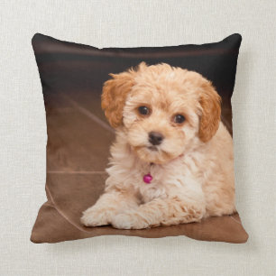 Maltesische Pudelmischung des Babys oder maltipoo Kissen