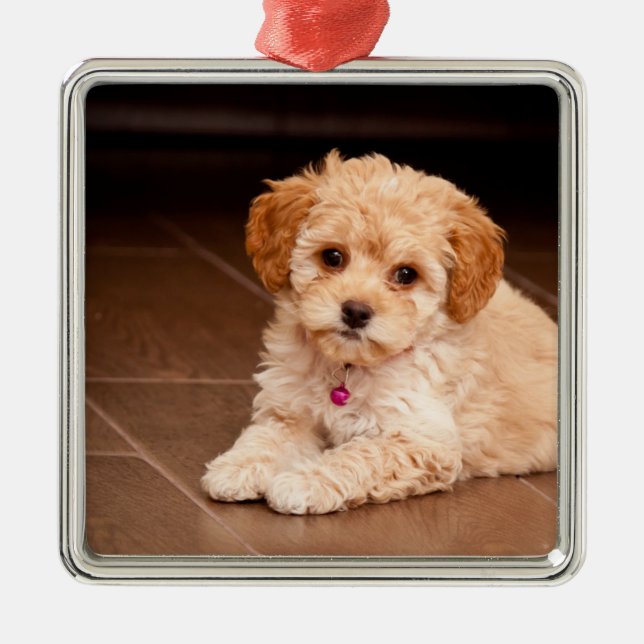 Maltesische Pudelmischung des Babys oder maltipoo Ornament Aus Metall (Vorne)