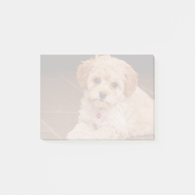 Maltesische Pudelmischung des Babys oder maltipoo Post-it Klebezettel (Vorderseite)