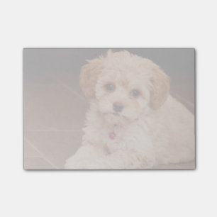 Maltesische Pudelmischung des Babys oder maltipoo Post-it Klebezettel