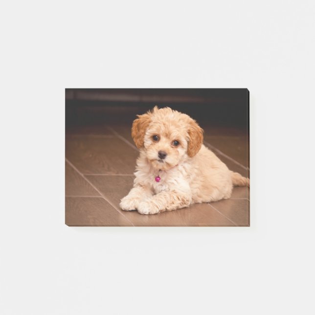 Maltesische Pudelmischung des Babys oder maltipoo Post-it Klebezettel (Vorderseite)