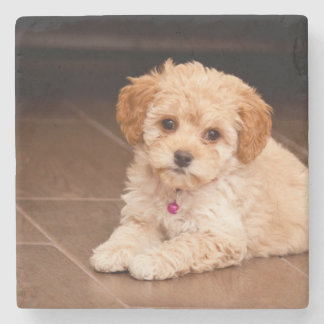 Maltesische Pudelmischung des Babys oder maltipoo Steinuntersetzer