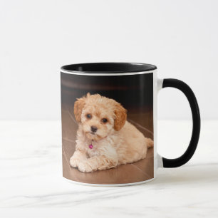 Maltesische Pudelmischung des Babys oder maltipoo Tasse