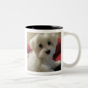 Maltesische Tasse - einfach zu personifizieren!