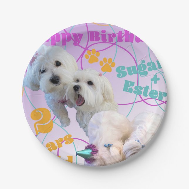 Maltesische Twins-Teller Pappteller (Vorderseite)