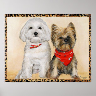 Maltesische und Yorkie Welpen Poster