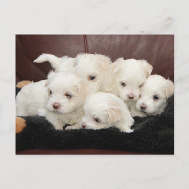 Maltesische Welpen auf Postkarte (Vorderseite)