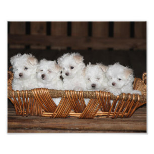 Maltesische Welpen, Welpen, Hunde, Kunst Fotodruck
