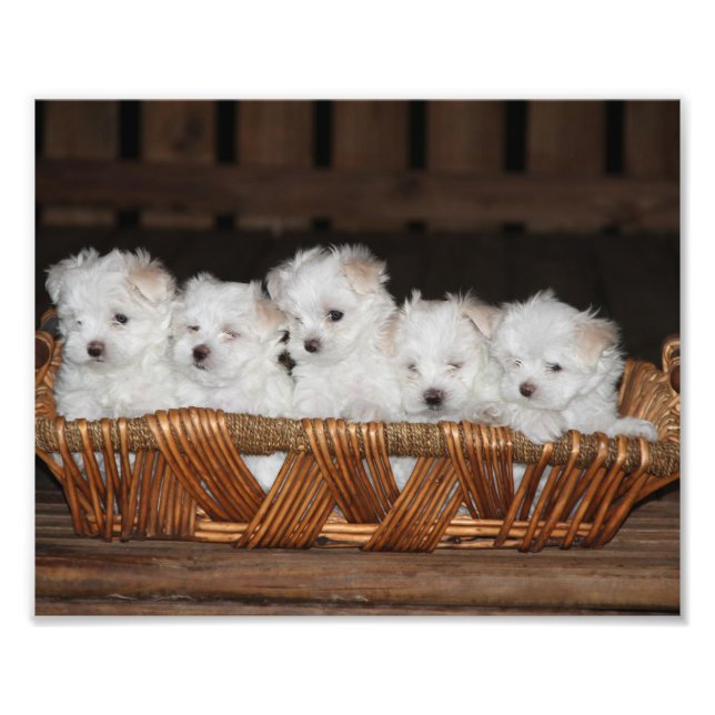 Maltesische Welpen, Welpen, Hunde, Kunst Fotodruck (Vorne)