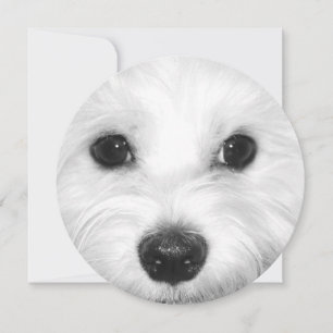 Maltesischer Hund Sweet Gaze and Gentle Nose Einladung