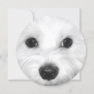 Maltesischer Hund Sweet Gaze and Gentle Nose Einladung