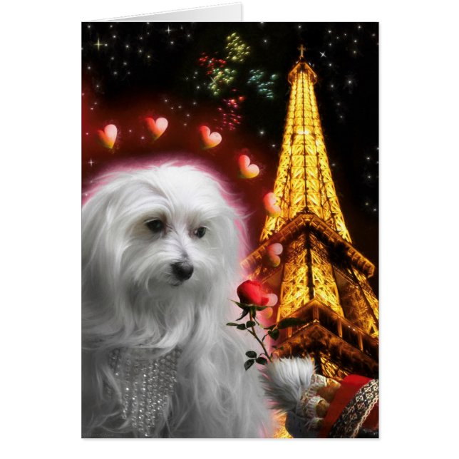 Maltesischer Hundeturm in LIEBE (Vorne)