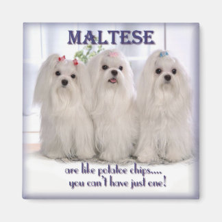 Maltesischer Magnet 1