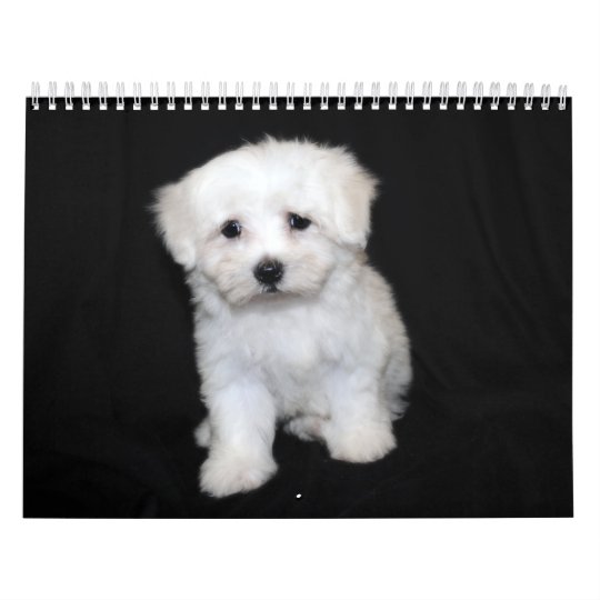 Maltesischer U Maltipoo Welpen Kalender Kalender Zazzle Ch