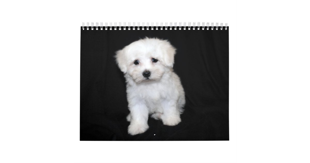 Maltesischer U Maltipoo Welpen Kalender Kalender Zazzle Ch malteser kalender 2021