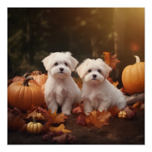Maltesischer Welpe Autumn Delight Pumpkin Poster (Vorderseite)