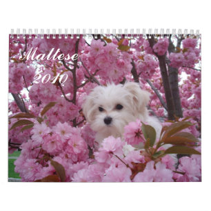 Maltesisches 2010 kalender