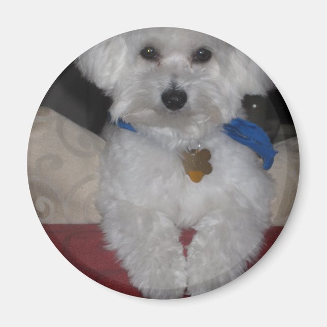 maltesisches Geschenk Magnet (Vorne)