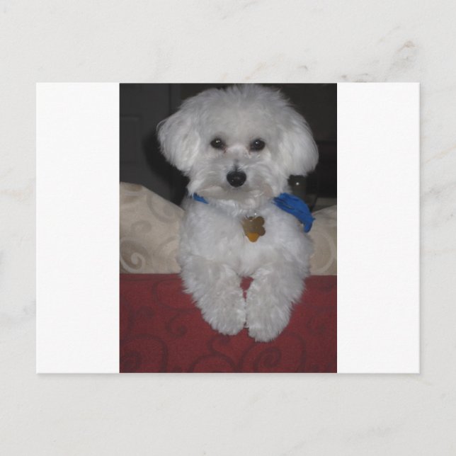 maltesisches Geschenk Postkarte (Vorderseite)