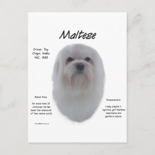 Maltesisches Geschichtsdesign Postkarte