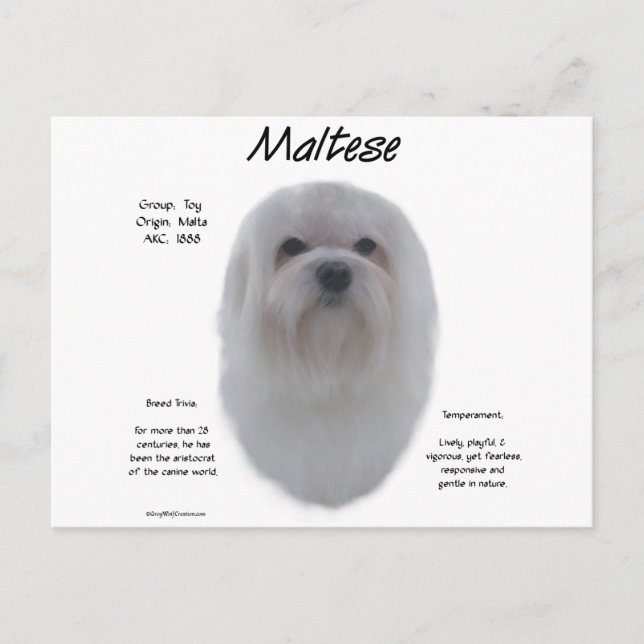 Maltesisches Geschichtsdesign Postkarte (Vorderseite)