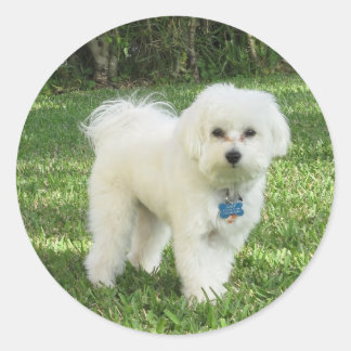 Maltipoo-Aufkleber Runder Aufkleber