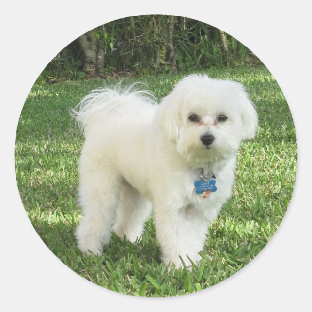 Maltipoo-Aufkleber Runder Aufkleber (Vorderseite)
