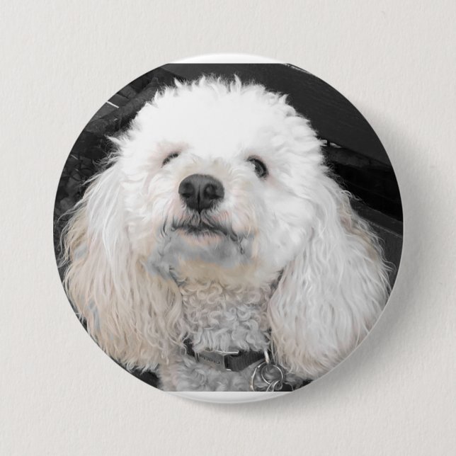 MaltiPoo Hundeknöpfe Button (Vorderseite)