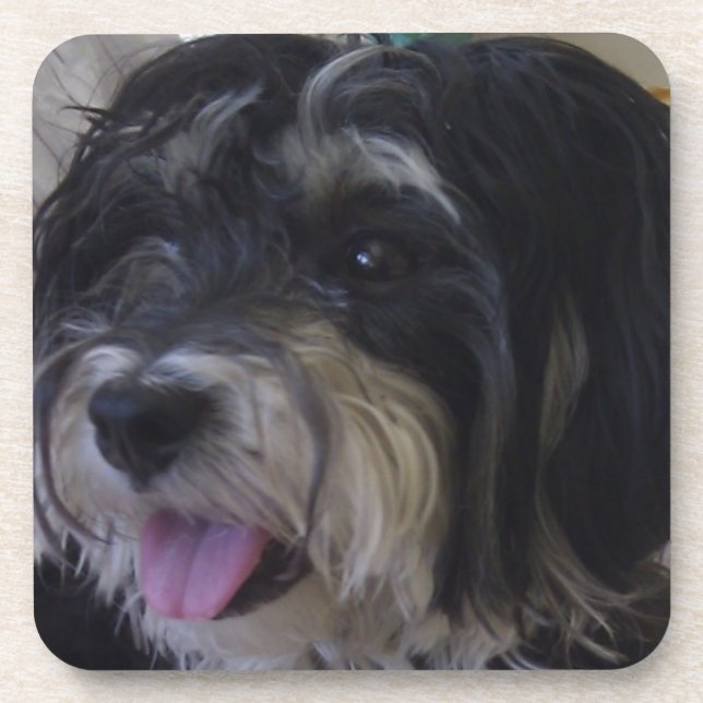 maltipoo Hundekorken-Untersetzer Getränkeuntersetzer (Vorderseite)