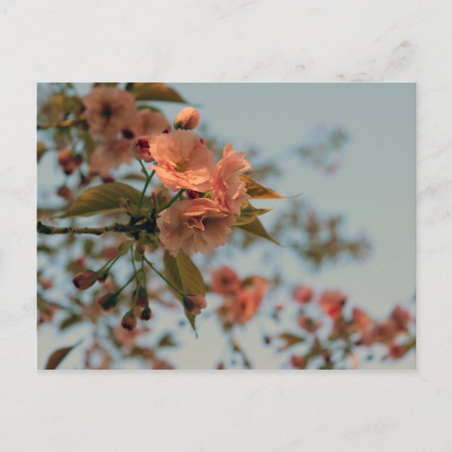 Malus Brandywine Crabapple Blossom Postkarte (Vorderseite)