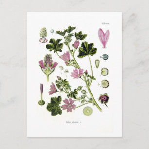 Malva silvestris postkarte