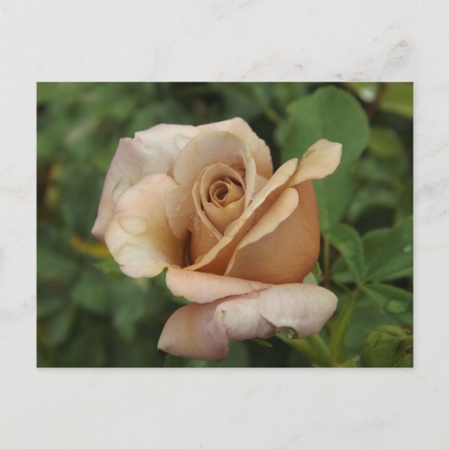 Malvenrose Postkarte (Vorderseite)