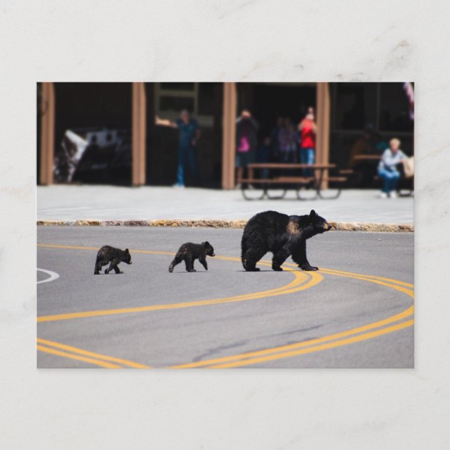 Mama-Bär und Jungen überqueren die Straße Postkarte (Vorderseite)