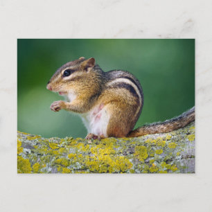 Mama Chipmunk Feiertagspostkarte